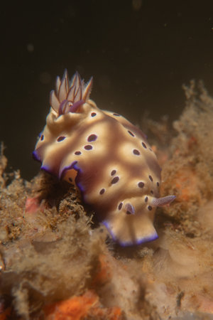 Sea slug(Nudibranch)  in the Sea of the Philippinesの写真素材
