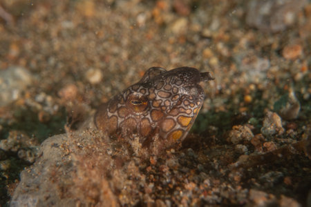 Fish swim in the Sea of the Philippinesの写真素材