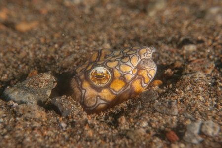 Fish swim in the Sea of the Philippinesの写真素材