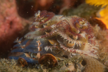 Coral reef and water plants in the Sea of the Philippinesの写真素材