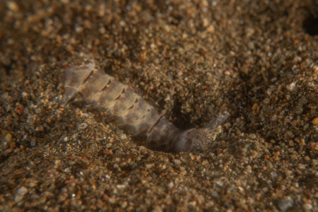 Sea slug(Nudibranch)  in the Sea of the Philippinesの写真素材
