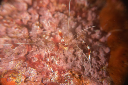 banded coral shrimp Stenopus Hispidus in the Sea of the Philippinesの写真素材