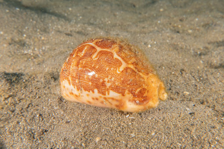 Conus Textile On the seabed in the Sea of the Philippinesの写真素材