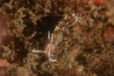 Sea slug(Nudibranch)  in the Sea of the Philippinesの写真素材