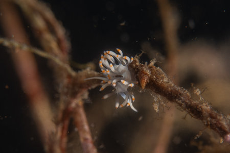 White nudibranch Sea slug in the Sea of the Philippinesの写真素材
