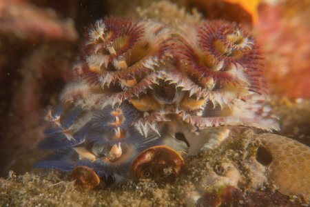 Coral reef and water plants in the Sea of the Philippinesの写真素材