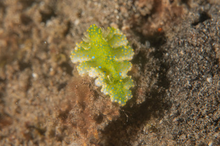 Nudibranch in the Red Sea, Eilat Israelの写真素材