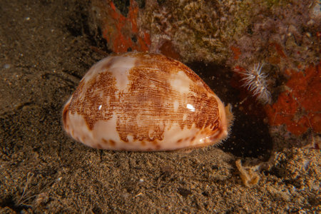 Conus Textile On the seabed in the Sea of the Philippinesの写真素材
