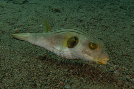 Fish swimming in the Seaの写真素材