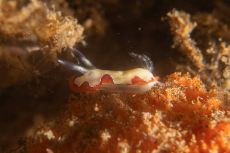 True sea slug (Nudibranch) in the Red Seaの写真素材