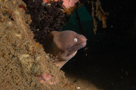 Moray eel in the Sea of the Philippinesの写真素材