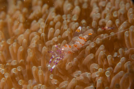 banded coral shrimp Stenopus Hispidus in the Sea of the Philippinesの写真素材