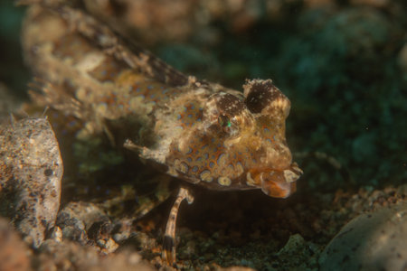Scorpionfish in the Sea of the Philippinesの写真素材
