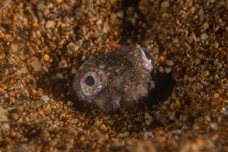 Fish swimming in the Sea of the Philippinesの写真素材