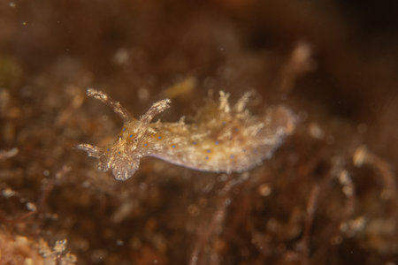 Nudibranch Sea slug in the Sea of the Philippinesの写真素材