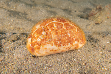 Conus Textile On the seabed in the Sea of the Philippinesの写真素材