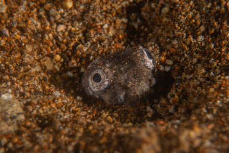 Fish swimming in the Sea of the Philippinesの写真素材