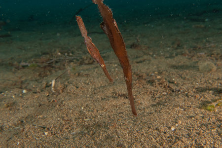 Ghostfish swim in the Sea of the Philippinesの写真素材