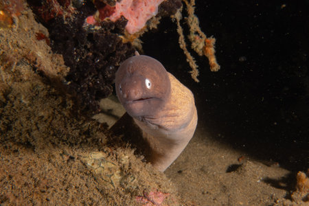 Moray eel Mooray lycodontis undulatus in the Sea of the Philippinesの写真素材