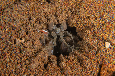 long-legged spider crabの写真素材