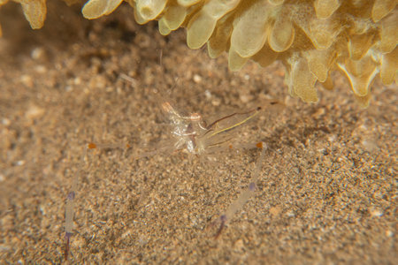 long-legged spider crabの写真素材