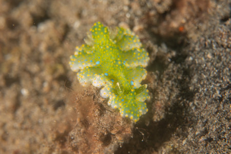Nudibranch in the Red Sea, Eilat Israelの写真素材