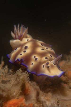 True sea slug (Nudibranch) in the Red Seaの写真素材