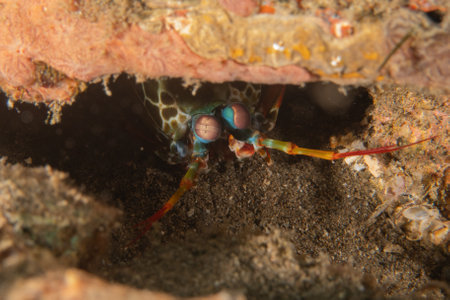 Mantis crayfish in the Sea of the Philippinesの写真素材