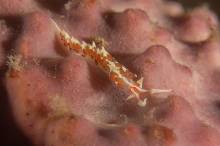 Sea slug(Nudibranch)  in the Sea of the Philippinesの写真素材