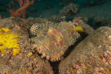 Scorpionfish in the Sea of the Philippinesの写真素材