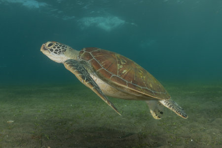 Hawksbill sea turtle in the Sea of the Philippines