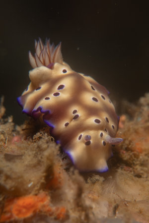 Nudibranch Sea slug in the Sea of the Philippinesの写真素材