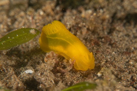Nudibranch Sea slug in the Sea of the Philippinesの写真素材
