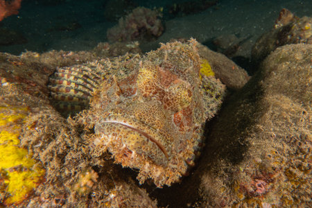 Scorpionfish in the Sea of the Philippinesの写真素材