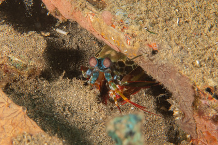 Mantis crayfishの写真素材