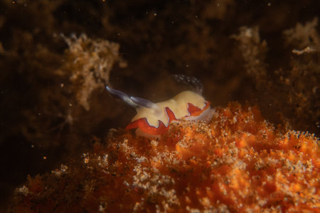 True sea slug in Bohol Sea, Philippines Islandsの写真素材
