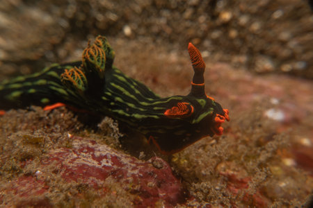 Nudibranch Sea slug in the Sea of the Philippinesの写真素材