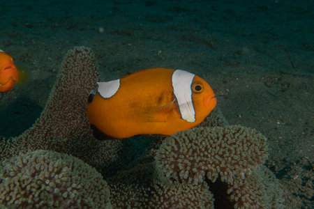 Clown anemonefish (Amphiprion ocellaris) in the Sea of the Philippinesの写真素材