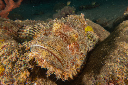 Scorpionfish in the Sea of the Philippinesの写真素材