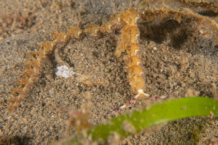 Nudibranch Sea slug in the Sea of the Philippinesの写真素材
