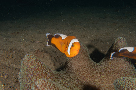 Clown anemonefish (Amphiprion ocellaris) in the Sea of the Philippinesの写真素材