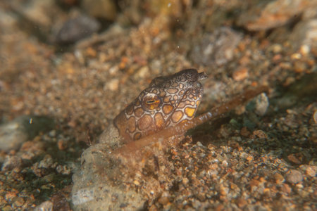 Fish swimming in the Sea of the Philippinesの写真素材