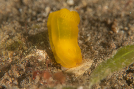 Nudibranch Sea slug in the Sea of the Philippinesの写真素材