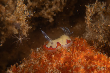Sea slug(Nudibranch)  in the Sea of the Philippinesの写真素材