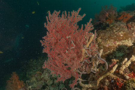 Coral reef and water plants in the Sea of the Philippinesの写真素材