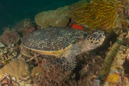 Hawksbill sea turtle in the Sea of the Philippines
