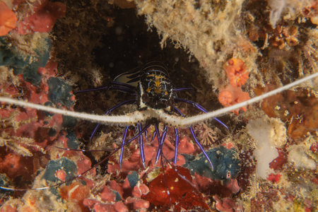 Scorpion spiny lobster in the Bohol Sea, Philippine Islandsの写真素材