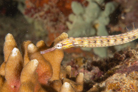 Corythoichthys Ocellatus Ocellated pipefish in the Sea of the Philippinesの写真素材