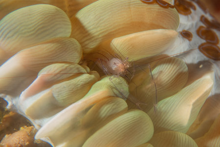 long-legged spider crab in the Sea of the Philippinesの写真素材