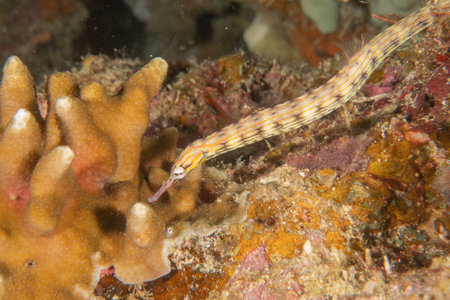 Corythoichthys Ocellatus Ocellated pipefish in the Sea of the Philippinesの写真素材